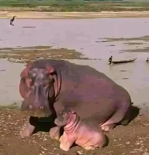 Tragedy As Hippopotamus Kills Nigerian Man