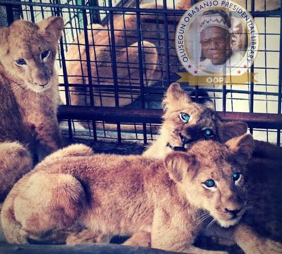 Tragedy As Lion Kills Obasanjo’s Zoo Keeper