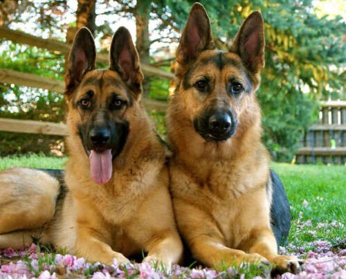 How Bandits Fed Twin Babies Born In Captivity To Dogs – Zamfara House Of Reps Member